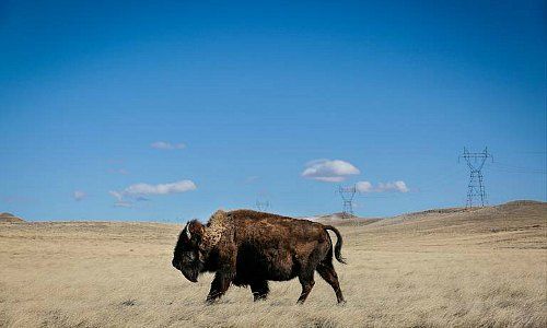 Wyoming – Home of Buffalos and Offshore Banking