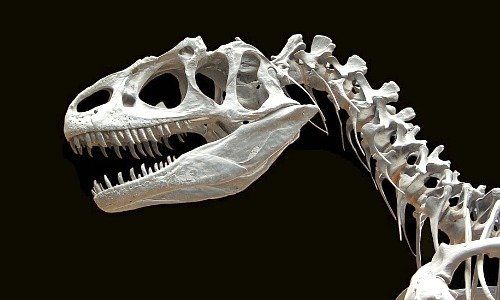 Allosaurus (Picture: Pixabay)